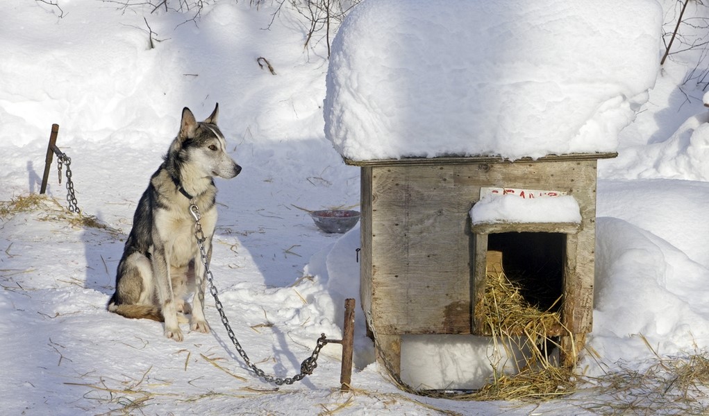 Как утеплить собачью будку с вольером к зиме?